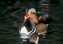 Mandarin duck (Aix galericulatus) male on water, Captive