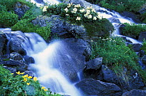 Small waterfall with (Rhododendron caucasicum) flowering, Teberdinsky Nature Reserve, Western Caucasus, Russia