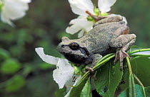 Japanese Tree Frog (Hyla japonica) on flower, Bikin River, Ussuriland, SE Siberia, Russia
