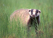 Amur badger (Meles leucurus amurensis) near the Middle Amur river, China