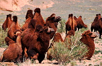 Herd of domestic Bactrian camels (Camelus bactrianus) in the Gobi Desert, Mongolia