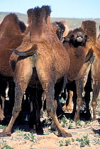Herd of domestic Bactrian camels (Camelus bactrianus) camel in foreground is urinating, Gobi Desert, Mongolia