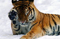 Young Siberian tiger (Panthera tigris altaica) in snow, Captive, Moscow Zoo, Endangered species