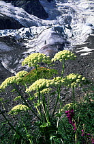 (Heracleum caucasicum) flowering in the Alpine belt of W Caucasus, Teberdinskiy nature reserve, Russia