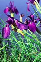 (Iris campferi) characteristic wet meadow plant in the Amurland and Ussuriland valleys, Bikin River, Primorsky Administrative Region, Far East Russia