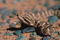 Brown Mamushi snake (Agkistrodon saxatilis), Mongolia, Gobi Desert