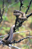 Steppes rat snake (Elaphe dione) amongst tree branches, The Bikin River, Northern Ussuriland, Far East Russia, spring