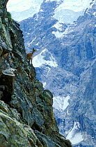 West Caucasian tur (Capra caucasica) Female on cliff face, Highlands of West Caucasus Mountains in the Bezengi area, Kabardino-Balkaria Republic, Kabardino-Balkarsky State Nature Reserve, Russia.