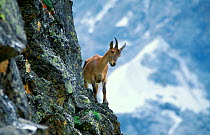 West Caucasian tur (Capra caucasica) Female on rock face,  Highlands of West Caucasus Mountains in the Bezengi area, Kabardino-Balkaria Republic, Kabardino-Balkarsky State Nature Reserve, Russia.