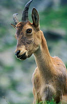 West Caucasian tur (Capra caucasica) Female,  Highlands of West Caucasus Mountains in the Bezengi area, Kabardino-Balkaria Republic, Kabardino-Balkarsky State Nature Reserve, Russia.