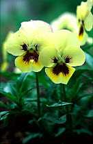 Pansy (Viola tricolor) cultivated garden flower