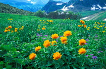 Asian globeflower (Trollius asiaticus) flowering in subalpine meadows of the Altai-Sayan Region, in particular in Kuznetsky Alatau State Nature Reserves, Siberia, Far East Russia,