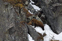 Kamchatka brown bear (Ursus arctos beringianus) greeting at entrance to den in rocks, Kamchatka, Far east Russia, May