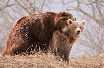 Kamchatka brown bear (Ursus arctos beringianus) mating, Kamchatka, Far east Russia, May