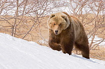 Kamchatka brown bear (Ursus arctos beringianus) walking over snow, Kamchatka, Far east Russia, May