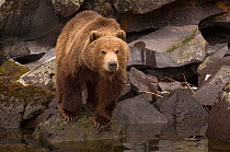 Kamchatka brown bear (Ursus arctos beringianus) on rocks beside water, Kamchatka, Far east Russia, May
