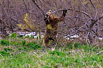 Kamchatka brown bear (Ursus arctos beringianus) reaching up to browse on spring vegetation, Kamchatka, Far east Russia, June