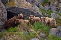 Kamchatka brown bear (Ursus arctos beringianus) mother bear and three cubs outside den in rocks, Kamchatka, Far east Russia, June
