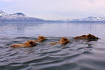 Kamchatka brown bear (Ursus arctos beringianus) mother and three cubs swimming across lake, Kamchatka, Far east Russia, June