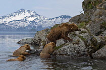 Kamchatka brown bear (Ursus arctos beringianus) mother and three cubs climbing out of lake onto rocky shore, Kamchatka, Far east Russia, June