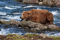 Kamchatka Brown bear (Ursus arctos beringianus) resting on rock in river, fishing, Kamchatka, Far east Russia, July