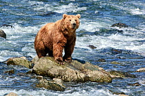 Kamchatka Brown bear (Ursus arctos beringianus)  standing on rock in river, fishing, Kamchatka, Far east Russia, July