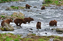 Kamchatka Brown bear (Ursus arctos beringianus)  fishing for salmon in river, Kamchatka, Far east Russia, July