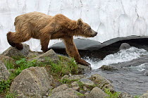 Kamchatka Brown bear (Ursus arctos beringianus)  walking over rocks in river, fishing for salmon, Kamchatka, Far east Russia, July