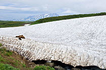 Kamchatka Brown bear (Ursus arctos beringianus)  resting on edge of snow field, Kamchatka, Far east Russia, July