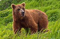 Kamchatka Brown bear (Ursus arctos beringianus)  in long grass, Kamchatka, Far east Russia, July