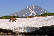 Kamchatka Brown bear (Ursus arctos beringianus) ) walking over edge of snow field with volcano in background, Kamchatka, Far east Russia, July