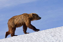 Kamchatka Brown bear (Ursus arctos beringianus)  walking along edge of snow field, Kamchatka, Far east Russia, July