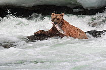 Kamchatka Brown bear (Ursus arctos beringianus) emerging from river with caught salmon, Kamchatka, Far east Russia, July