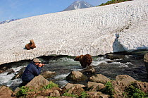 Sergey Gorshkove photographing Kamchatka Brown bear (Ursus arctos beringianus)  fishing in river beside snow field, Kamchatka, Far east Russia, July