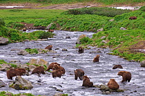 Large number of Kamchatka Brown bears (Ursus arctos beringianus)  fishing for salmon in river, Kamchatka, Far east Russia, July
