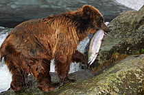 Kamchatka Brown bear (Ursus arctos beringianus)  carrying salmon caught in river, Kamchatka, Far east Russia, July