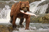 Kamchatka Brown bear (Ursus arctos beringianus) carrying salmon caught in river, Kamchatka, Far east Russia, July