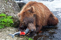 Kamchatka Brown bear (Ursus arctos beringianus)  feeding on salmon caught in river, Kamchatka, Far east Russia, July