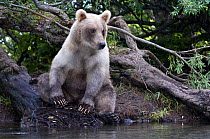 Kamchatka Brown bear (Ursus arctos beringianus)  with light coloured coat, sitting beside river, Kamchatka, Far east Russia, August