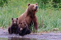 Kamchatka Brown bear (Ursus arctos beringianus)  mother and two cubs beside water, mother sniffing the air for danger, Kamchatka, Far east Russia, August