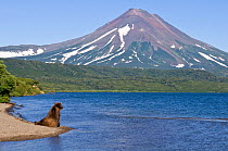 Kamchatka Brown bear (Ursus arctos beringianus)  sitting on shore beside lake Kuril with volcano in background, Kamchatka, Far east Russia, August 2005