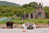 Kamchatka Brown bear (Ursus arctos beringianus) on shore beside boat, tents and wooden cottage, Kamchatka, Far east Russia, August 2005