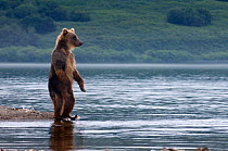 Kamchatka Brown bear (Ursus arctos beringianus)  standing beside lake looking for salmon, Kamchatka, Far east Russia, August
