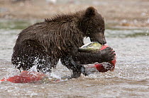 Kamchatka Brown bear (Ursus arctos beringianus)  young bear feeding on salmon caught in river, Kamchatka, Far east Russia, August