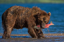 Kamchatka Brown bear (Ursus arctos beringianus)  feeding on salmon caught in river, Kamchatka, Far east Russia, August