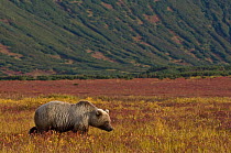 Kamchatka Brown bear (Ursus arctos beringianus)  walking over grassland, Kamchatka, Far east Russia, September