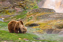 Kamchatka Brown bear (Ursus arctos beringianus)  grazing on grass beside rocks and geothermal activity, Kamchatka, Far east Russia, January