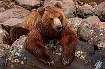 Kamchatka Brown bear (Ursus arctos beringianus)  resting on rocks on lake shore, Kamchatka, Far east Russia, July