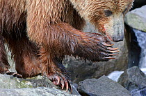 Kamchatka Brown bear (Ursus arctos beringianus) with paw raised on rocks on coast, Kamchatka, Far east Russia, July