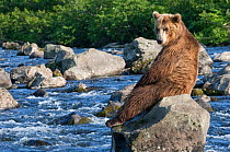 Kamchatka Brown bear (Ursus arctos beringianus)  sitting on rock in river, fishing, Kamchatka, Far east Russia, July